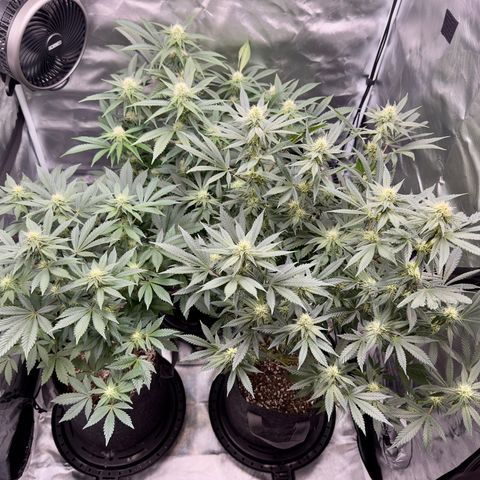 California Orange Bud growlog timeline photo
