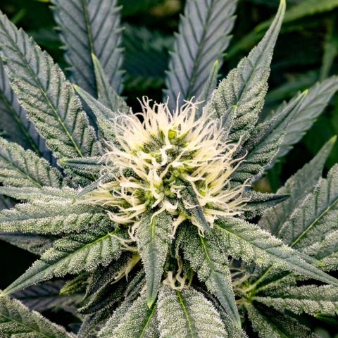 California Orange Bud growlog timeline photo