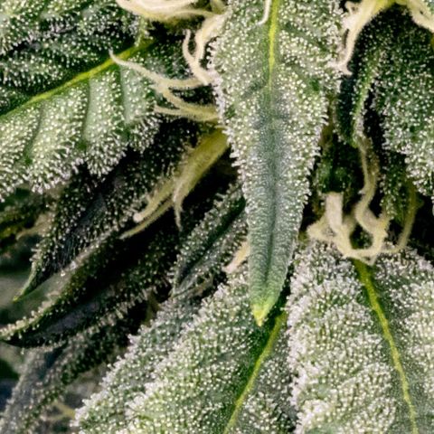California Orange Bud growlog timeline photo