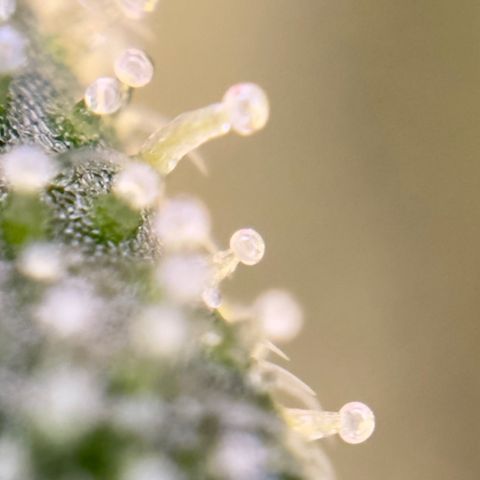 California Orange Bud growlog timeline photo