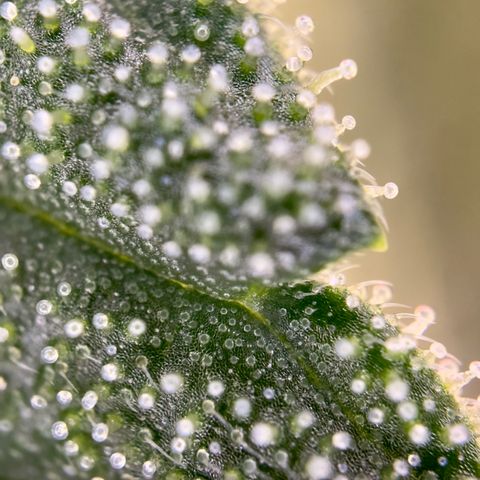 California Orange Bud growlog timeline photo