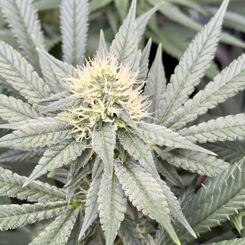 California Orange Bud growlog timeline photo
