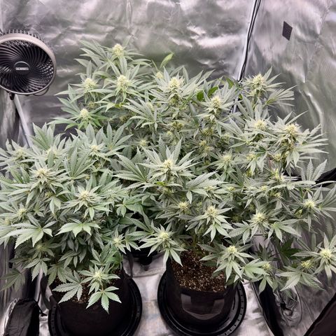 California Orange Bud growlog timeline photo