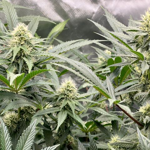 California Orange Bud growlog timeline photo