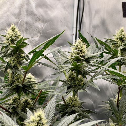 California Orange Bud growlog timeline photo