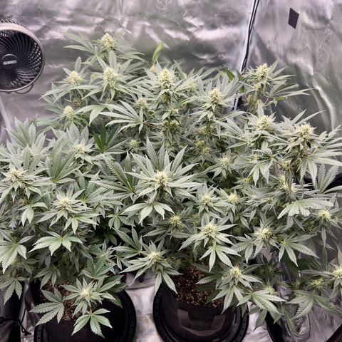 California Orange Bud growlog timeline photo
