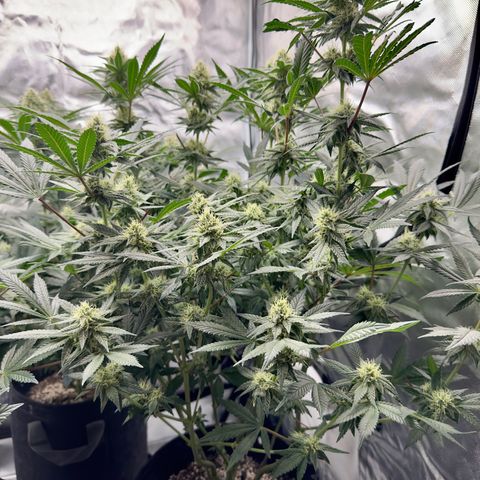 California Orange Bud growlog timeline photo
