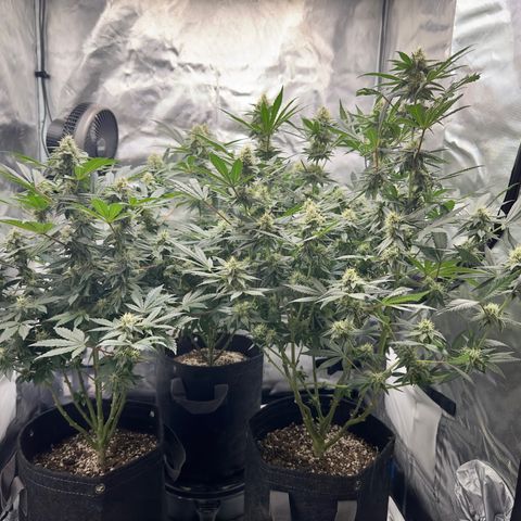 California Orange Bud growlog timeline photo