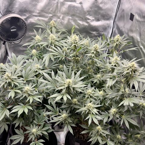 California Orange Bud growlog timeline photo