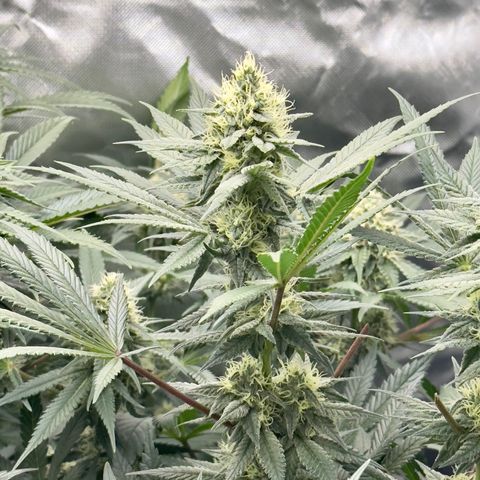 California Orange Bud growlog timeline photo