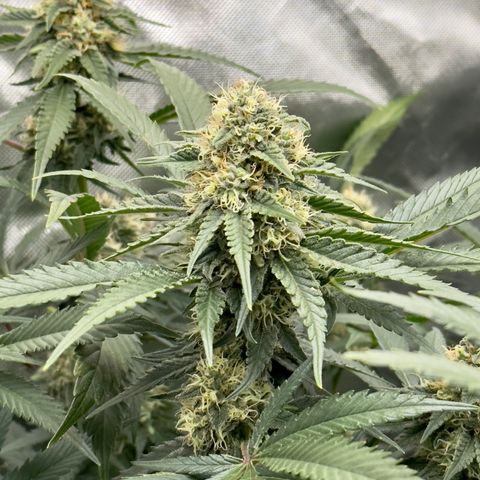 California Orange Bud growlog timeline photo