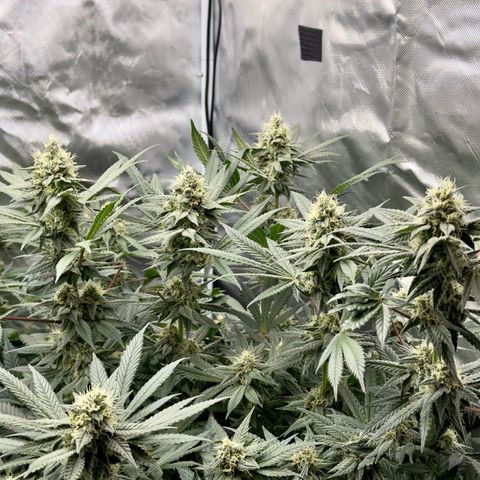 California Orange Bud growlog timeline photo
