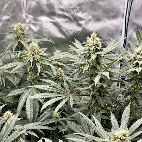 California Orange Bud growlog timeline photo