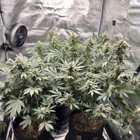 California Orange Bud growlog timeline photo