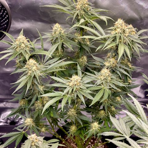 California Orange Bud growlog timeline photo