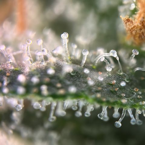 California Orange Bud growlog timeline photo