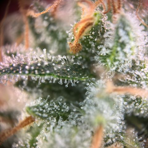 California Orange Bud growlog timeline photo