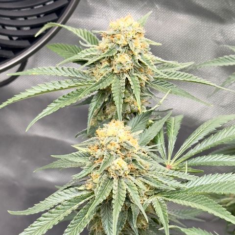 California Orange Bud growlog timeline photo
