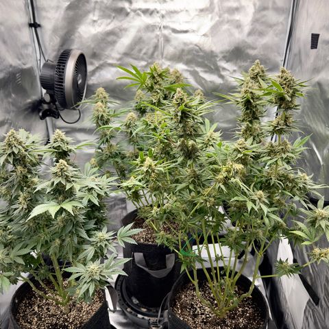 California Orange Bud growlog timeline photo