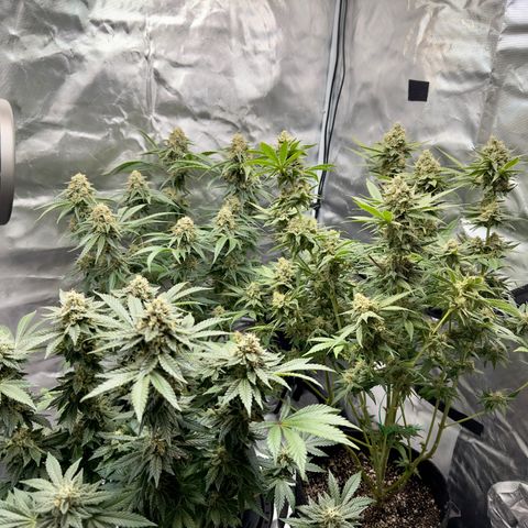 California Orange Bud growlog timeline photo