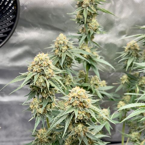 California Orange Bud growlog timeline photo