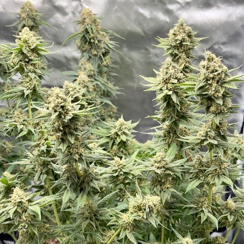 California Orange Bud growlog timeline photo