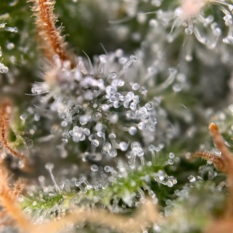 California Orange Bud growlog timeline photo