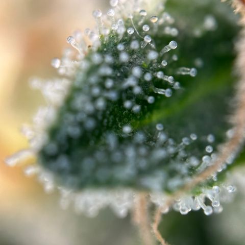 California Orange Bud growlog timeline photo