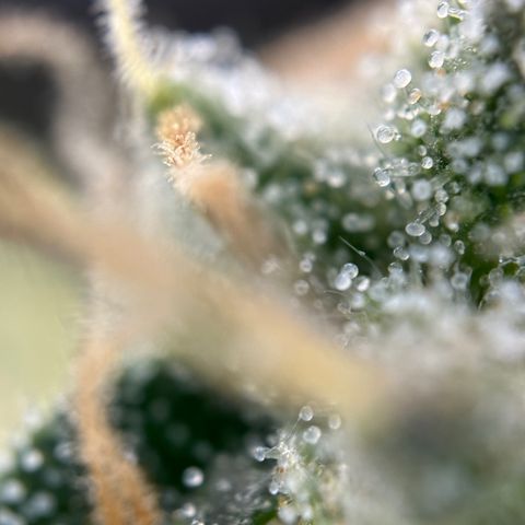 California Orange Bud growlog timeline photo