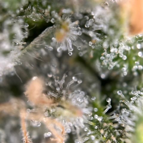 California Orange Bud growlog timeline photo