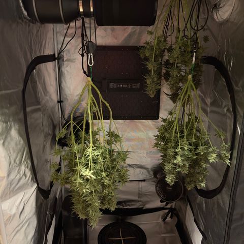 California Orange Bud growlog timeline photo