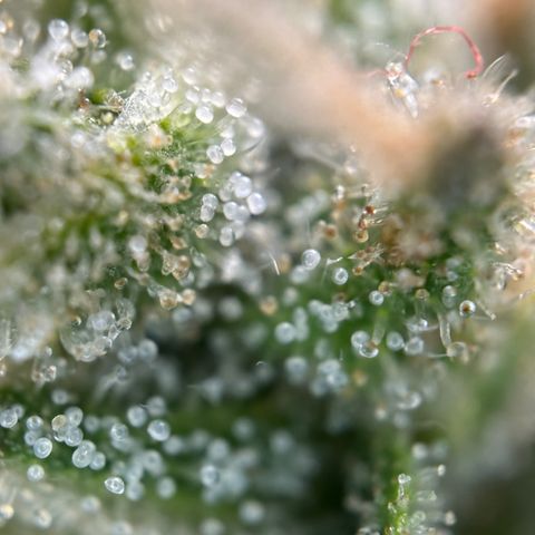 California Orange Bud growlog timeline photo