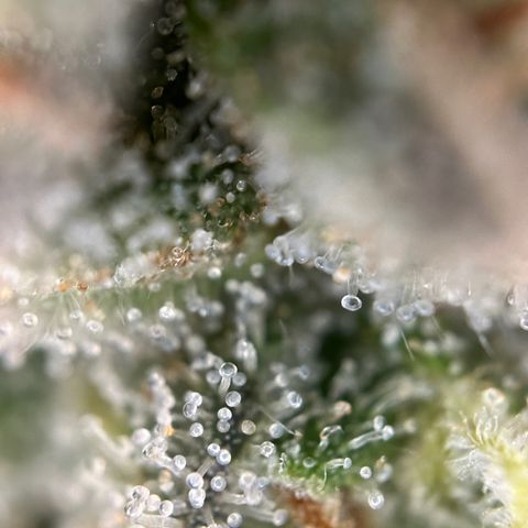 California Orange Bud growlog timeline photo