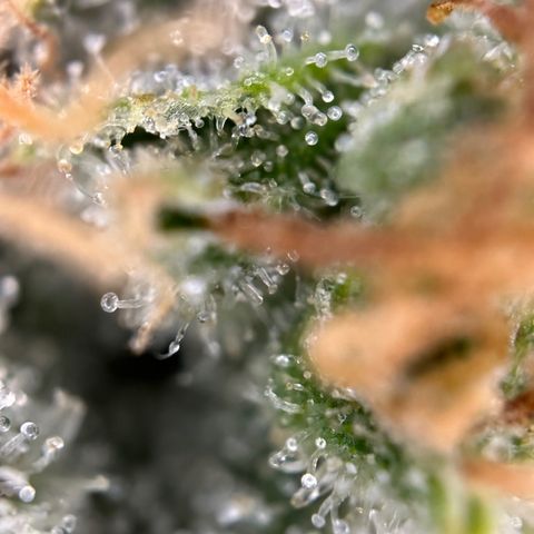 California Orange Bud growlog timeline photo