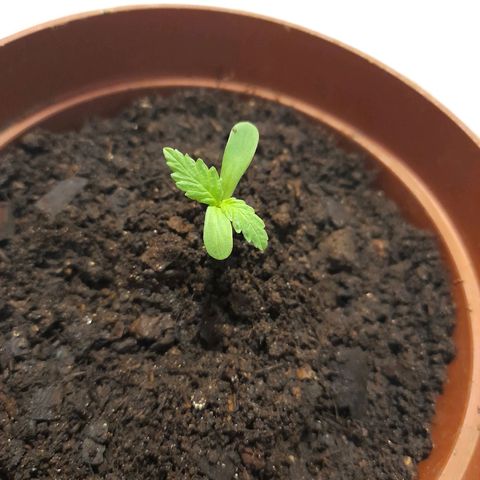 Genética desconhecida growlog photo: Verde florescente, lindas e brilhantes, sem rega, 2 centímetros, 4 folhas 🍀 Aparecia de Sativa 