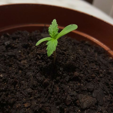 Genética desconhecida growlog photo: Folhas 🍃 