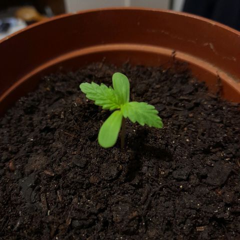 Genética desconhecida growlog photo: Evolução da erva