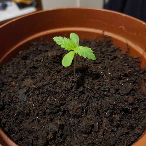 Genética desconhecida growlog photo: Evolução da erva