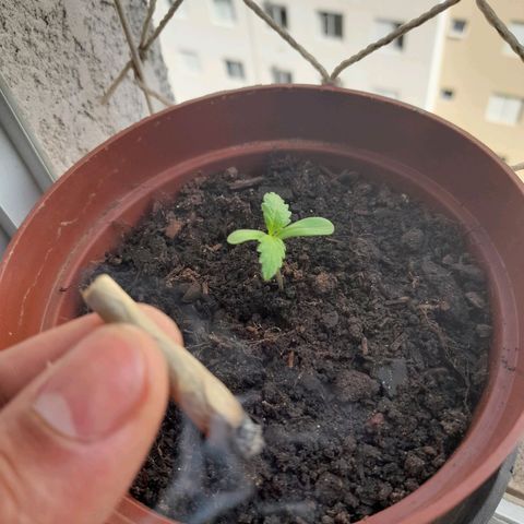 Genética desconhecida growlog photo: Sessão com a filhao no Fumingo