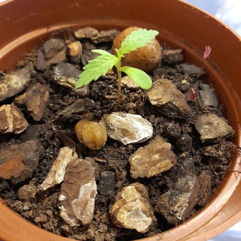 Genética desconhecida growlog timeline photo
