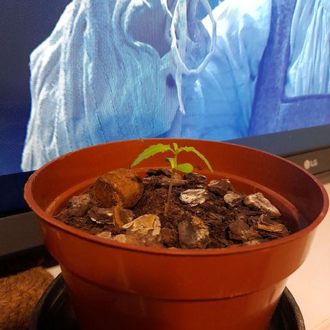 Genética desconhecida growlog timeline photo
