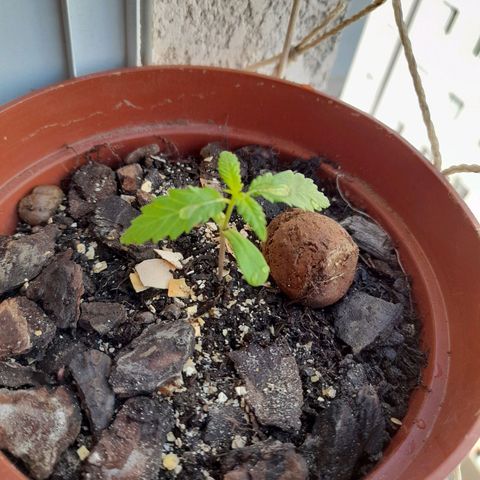 Genética desconhecida growlog photo: Rega, Sol de 27 Graus.