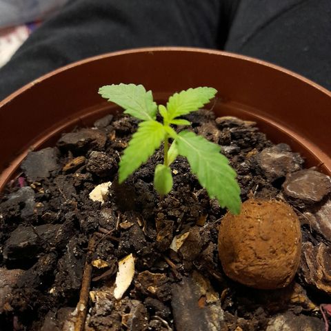 Genética desconhecida growlog photo: 16 Graus, pequena passando por frio.
Ja dentro do apartamento, com luz noturna