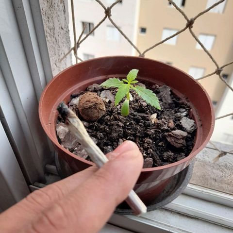 Genética desconhecida growlog photo: Sessão 