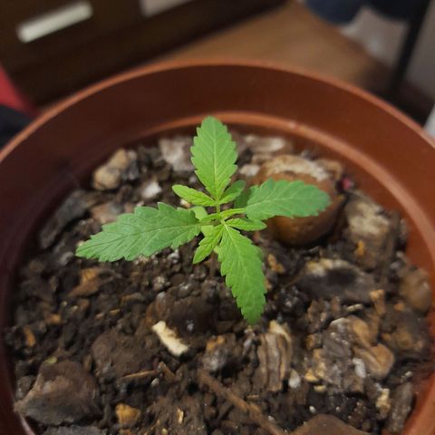Genética desconhecida growlog photo: 3 folhas 🍃 
