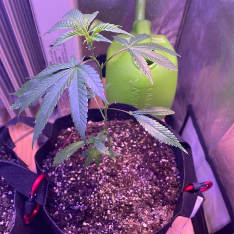 Lava Cake growlog photo: End of day