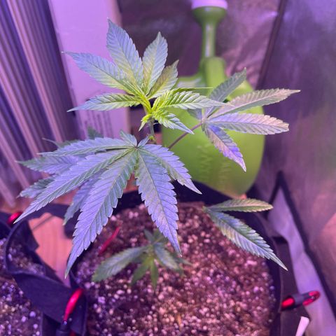 Lava Cake growlog timeline photo