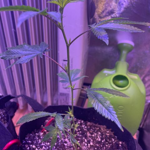 Lava Cake growlog timeline photo