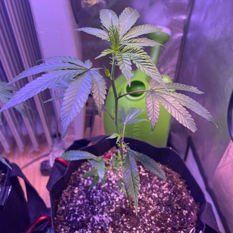 Lava Cake growlog timeline photo