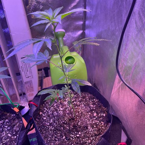 Lava Cake growlog photo: Free grow